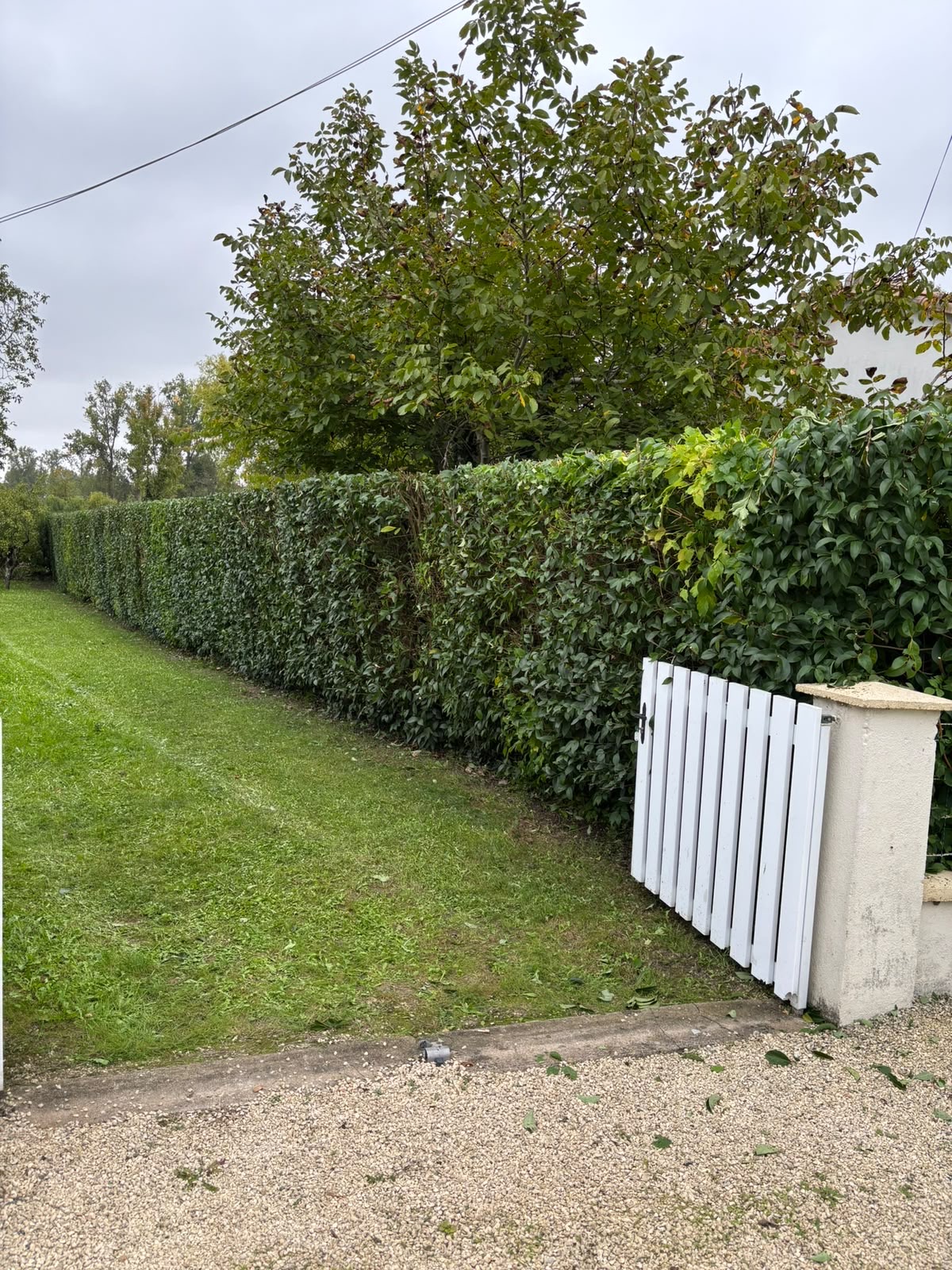 La même haie taillée droite et nette après mon passage, LP Green