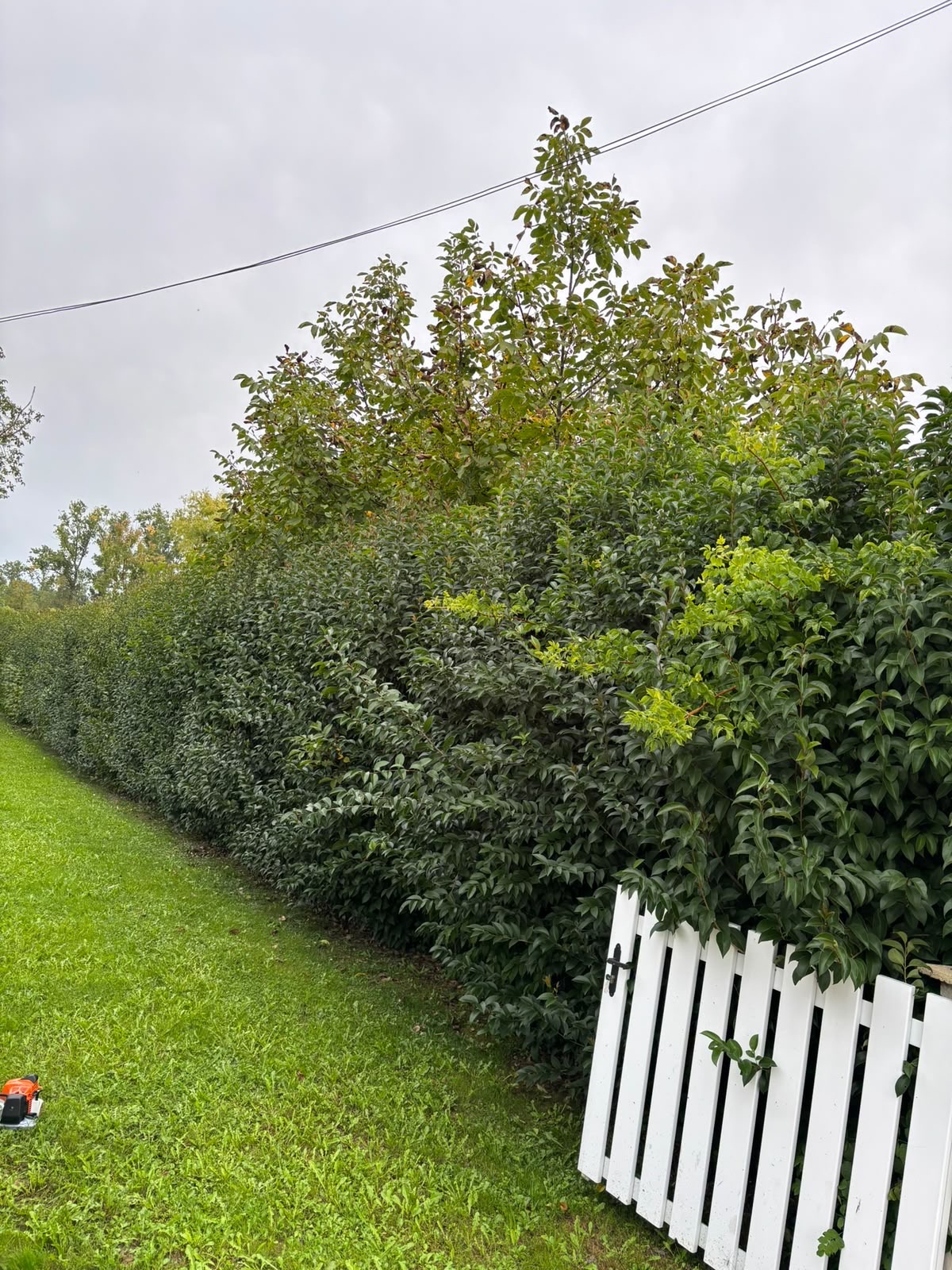 Haie de laurier haute et débordante avant la taille par LP Green
